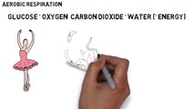 GCSE Biology - Aerobic & Anaerobic Respiration