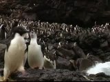 British Antarctic Survey penguins