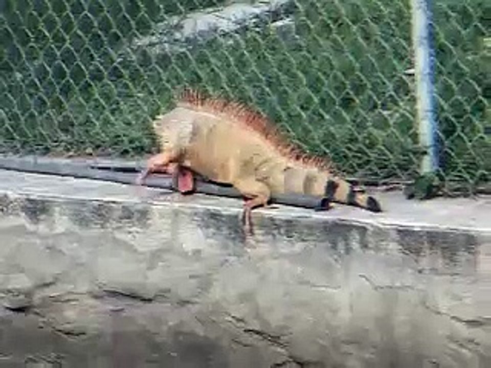 Real Godzilla! Freak Feral Iguana