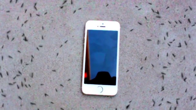 Des fourmis tournent autour d'un iPhone quand il sonne