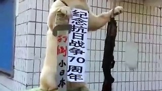 Dog  celebrates China's victory over Japan 70 years ago