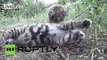 Russia: Rare treat! Amur tiger gives birth to triplets