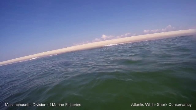 White-Shark-0:-Seal-1 -Cape-Cod