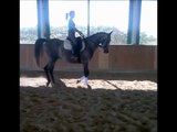 Barry Lyndon, cavallo italiano castrone del 2010