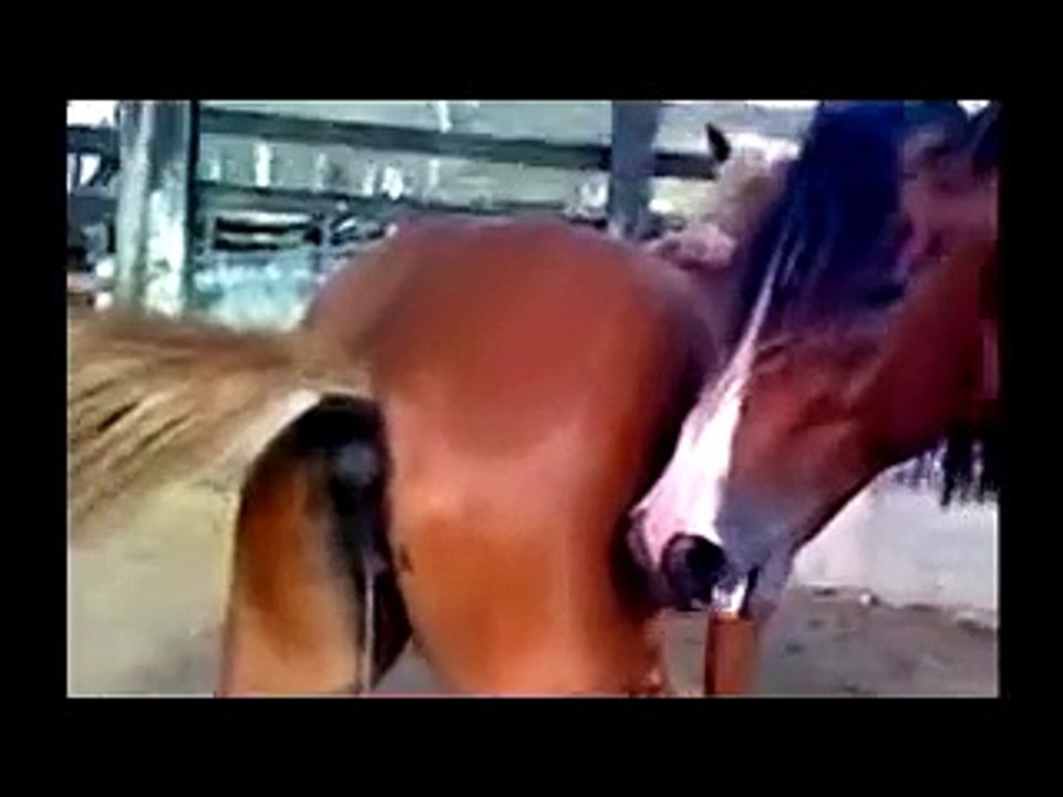 Caballos Tremendo Garrotazo