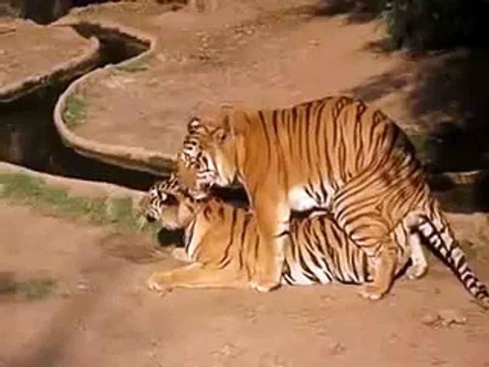 ANIMAL TIGRES APAREANDSE tiger funny secnd attempt