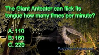 Giant Anteater Animal Quiz (Eating)