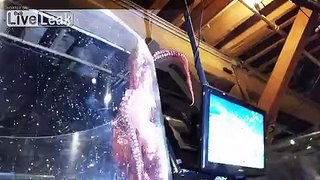 Octopus Attempts Escape