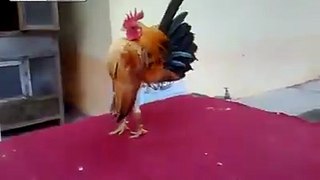 Rooster does the Military Strut