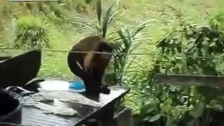 Monkey Does His Laundry