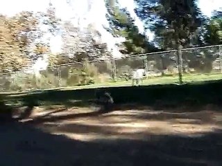 Griffith park Dog Park Los Angeles CA