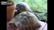 TURTLES HAVING SEX