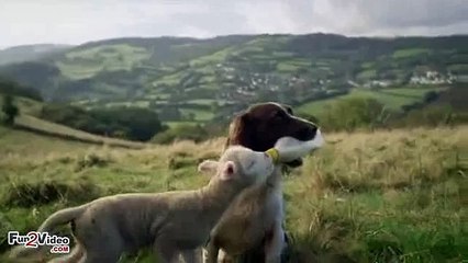 Dog Feeding Sheep - funny animal Video Dailymotion [480]