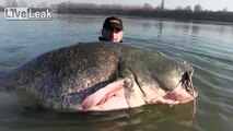 Giant 8ft 9in catfish weighing 266 Pounds caught in Italy
