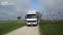 One VOLVO truck and lots of birds...LOTS OF THEM!