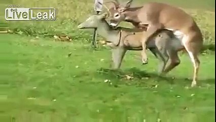 LOL...WTF...FAMILY PUT HOMEMADE DEER IN YARD...THIS HAPPENS