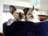 Molly and Charlie talking again! ORIGINAL (siamese kittens)