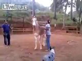 A HORSE KICK IN THE CHEST