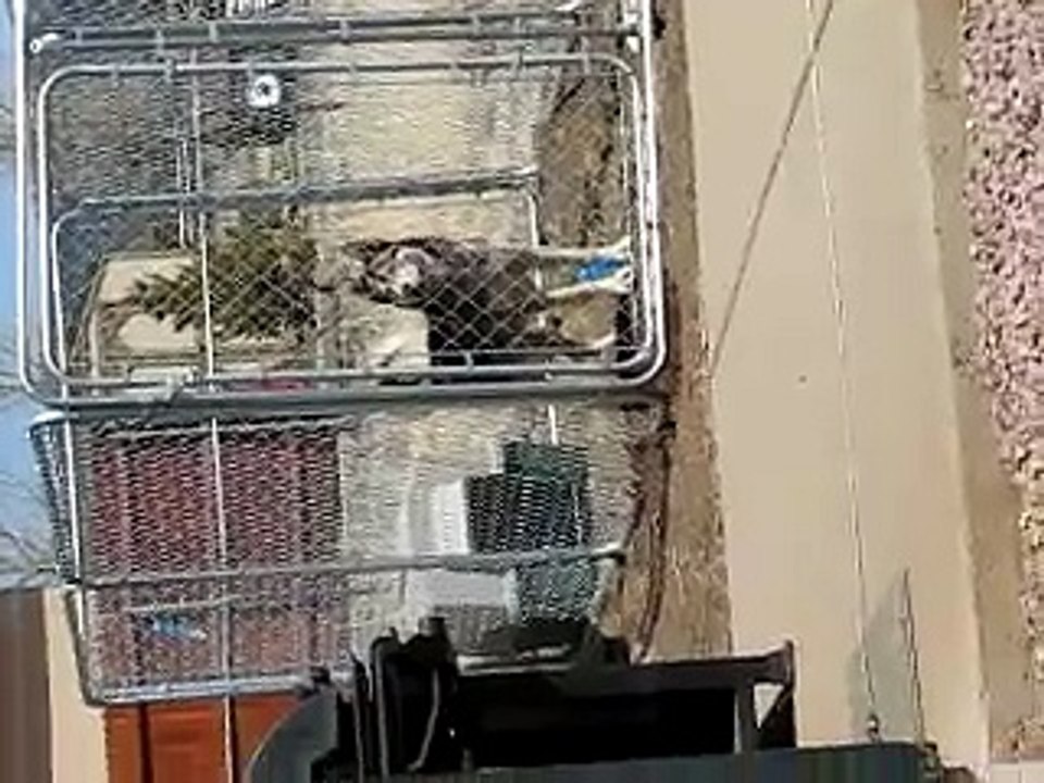 Jail Break