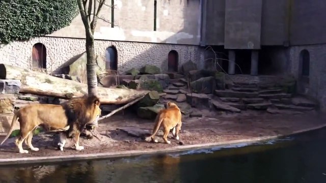 Animal in Zoo Ripped Apart by Lions.mp4