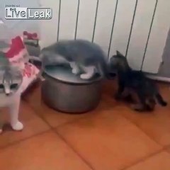 naughty kitties