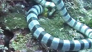 Sea Snake Eats A Moray Eel