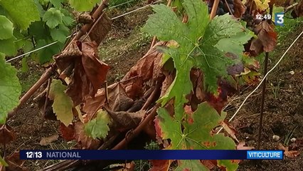 De la musicothérapie pour sauver les vignes
