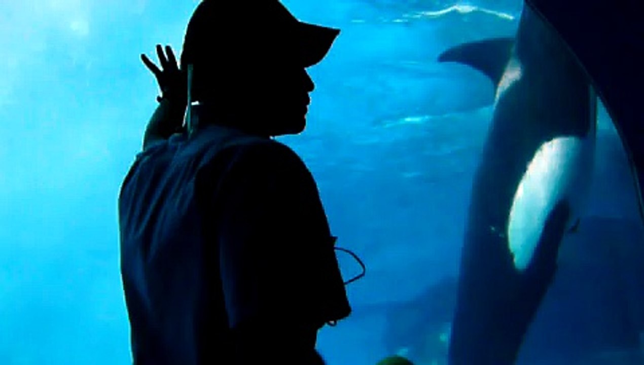 名古屋港水族館　ナミのガラス窓に近寄るトレーニング