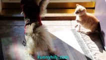 Funny Cat Videos - Funny Cat and Dog - Battle Between Cats and Dogs