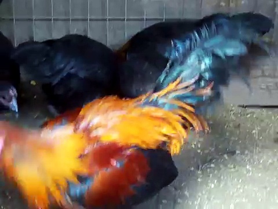 Pure Peruvian Gamefowl