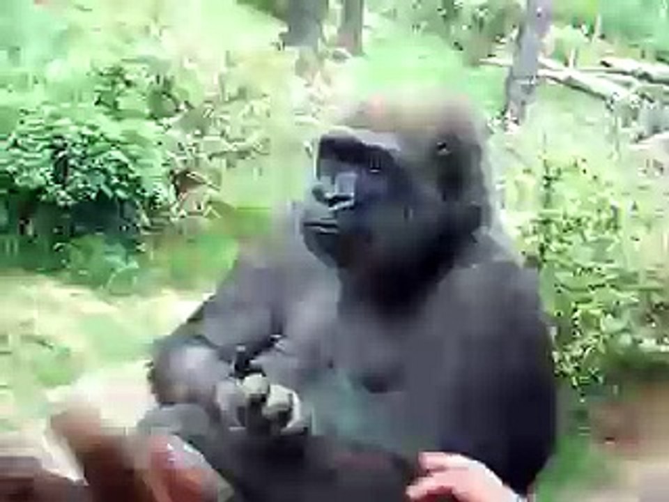 Gorilla Puke