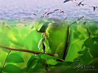 Amazing nature and wildlife photography