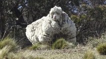 This sheep had an 89-pound wool coat