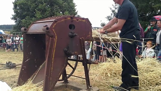 Attelage des bovins Charollais de Laurent Billoux à la fête du seigle à Ménessaire (21) en Juillet 2015