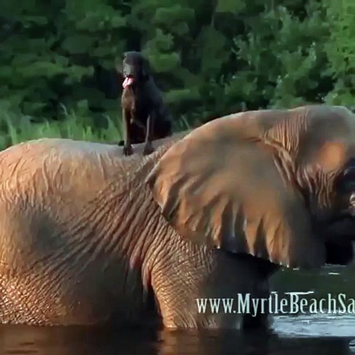 Sakhawat for Elephent