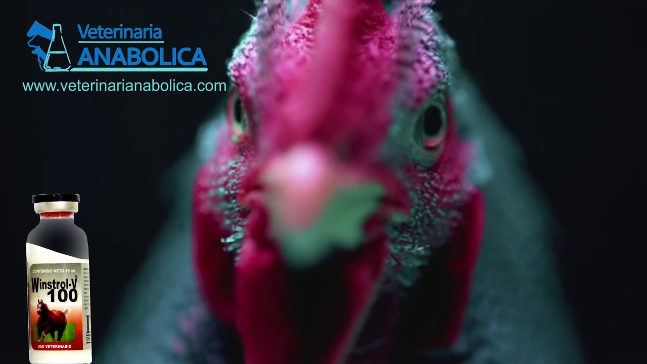 GALLO WINSTROL