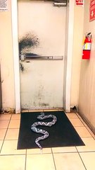 حطولو حنش في باب التواليت ياخي كملها في سروالو مسكين بدموع