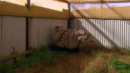 Así luce la oveja que acumuló 40 kilos de lana