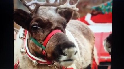 Crystal gayle - Sophie the Christmas princess