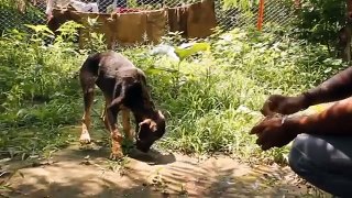 Restoring faith in humanity   Animal rescue compilation part 1