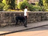 Mit dem Hund an der Leine entspannt durch die Stadt