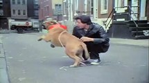 Rocky (1976) - Teaser Trailer