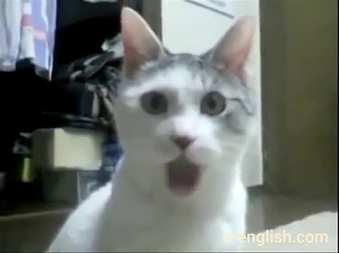 The Most Surprised Cat Ever - Funny ! - Вот Это Да !!!