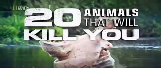 Predators Shark Dangerous 20 Animal Murder - National Geographic