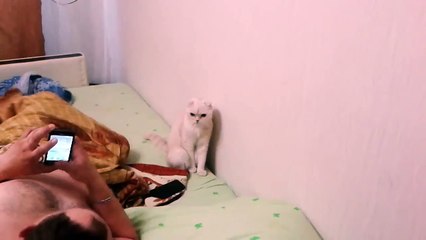 Кот патриот своей страны!=)