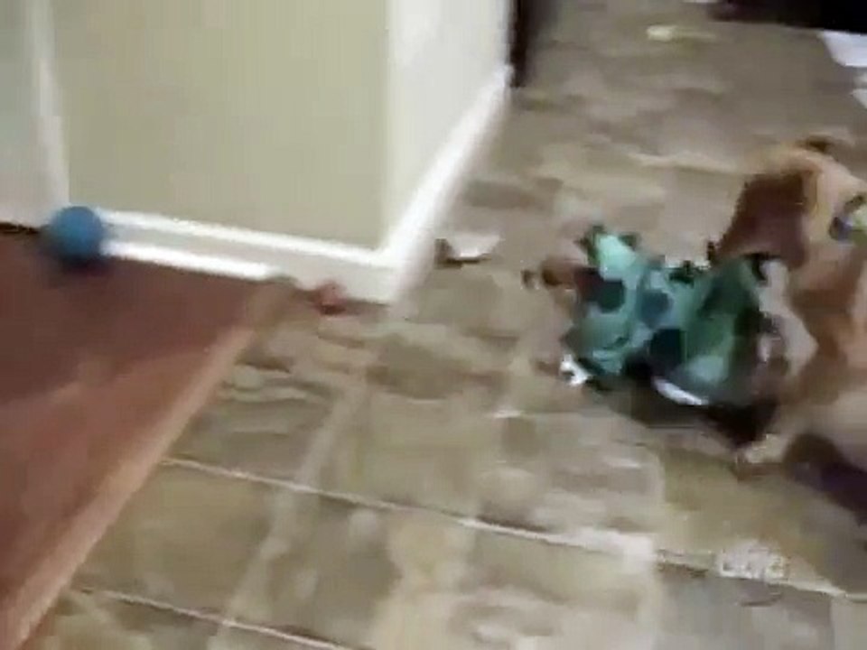 Funny Cats and Dogs Video - Americas Funniest Home Videos part 507_clip8Perikizi