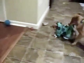 Funny Cats and Dogs Video - Americas Funniest Home Videos part 507_clip8Perikizi