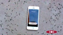 Des fourmis tournent autour d'un iPhone quand il sonne