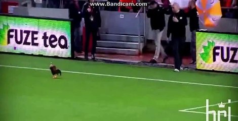 o horoz sahaya nasıl girdi ?