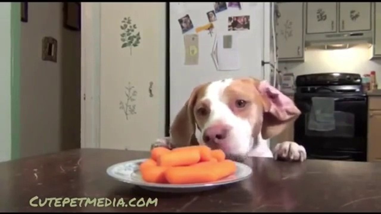 FUNNY DOG VIDEOS